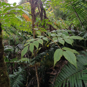 Aralia montana
