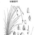 球穗薹草 球穗薹草