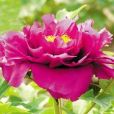 百花妒 百花妒