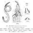 澳洲管體星蟲 澳洲管體星蟲