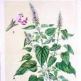 蒼耳葉刺蕊草