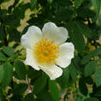 腺齒薔薇 腺齒薔薇
