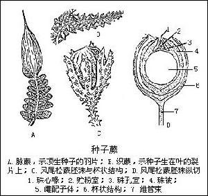 種子蕨綱