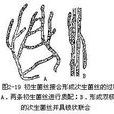菌絲融合 菌絲融合