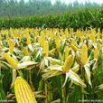 農科玉368(常規早熟半緊湊甜糯型玉米品種) 農科玉368(常規早熟半緊湊甜糯型玉米品種)