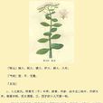 包菜還陽 包菜還陽