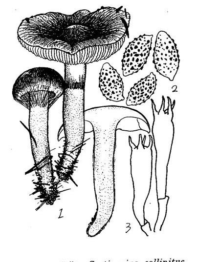 粘柄絲膜菌 粘柄絲膜菌