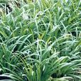 南昆野韭菜 南昆野韭菜