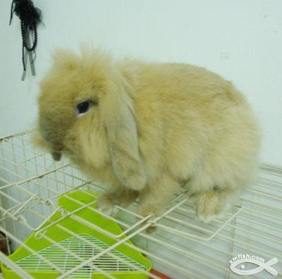乳白色長毛垂耳兔