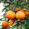 青見柑橘