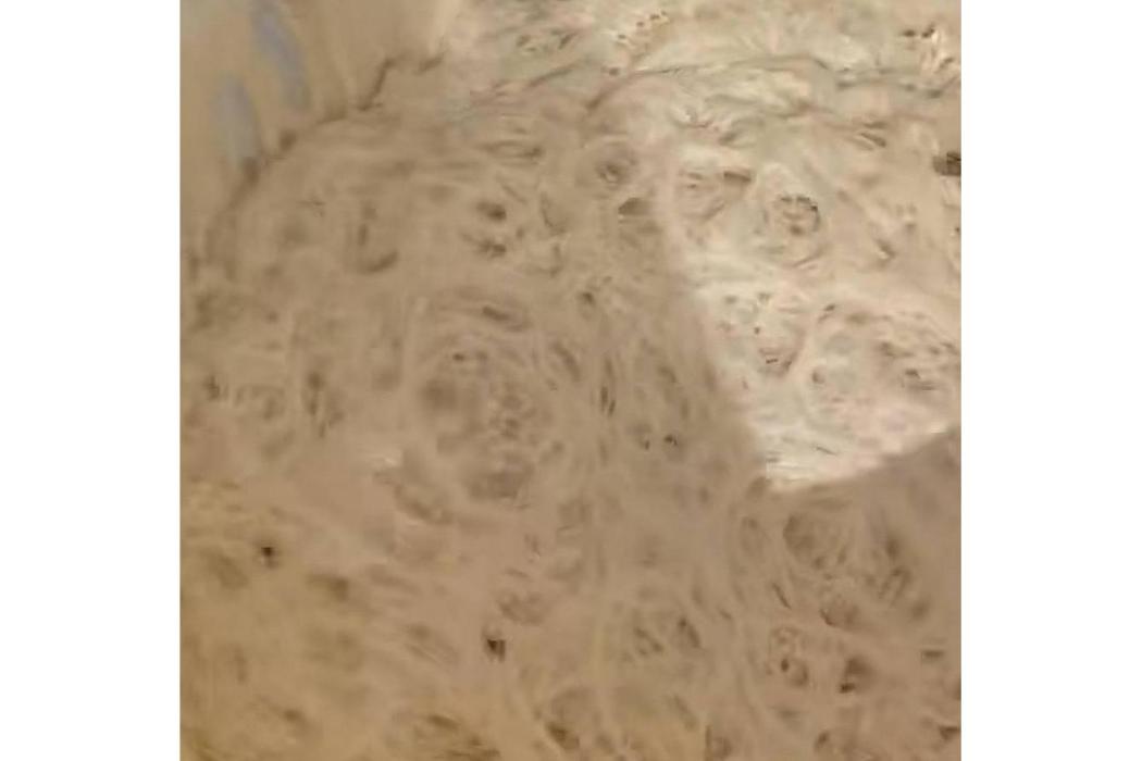 酵母寵物 酵母寵物