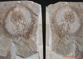 化石魚