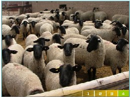 綿羊養殖場