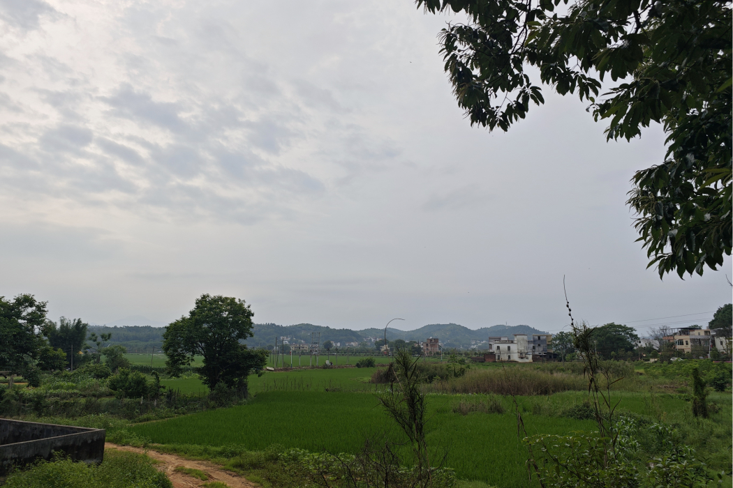張樂村 張樂村