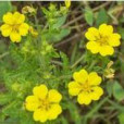 脫絨委陵菜 脫絨委陵菜