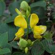 大花蟲豆 大花蟲豆