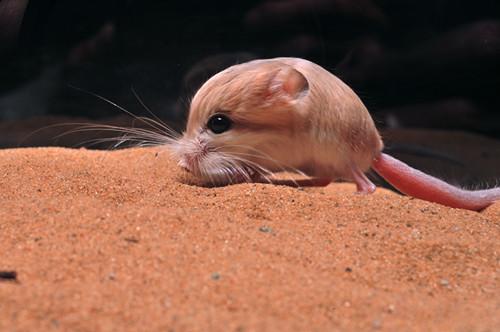 世界最小跳鼠