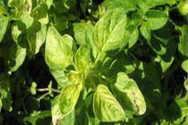 Origanum vulgare \x27Jim Best\x27 Origanum vulgare \x27Jim Best\x27