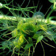 貉藻屬