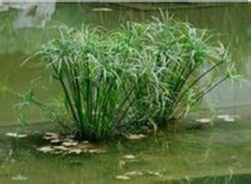 長柄歧傘花 長柄歧傘花