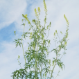 烏頭屬(Aconitum) 烏頭屬(Aconitum)