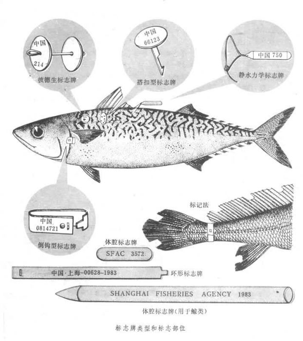 標誌放流 標誌放流