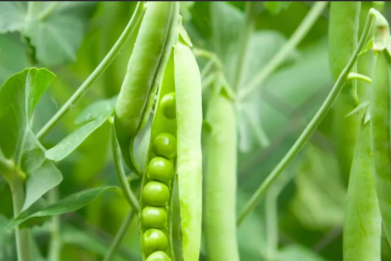 寧豌1號 寧豌1號