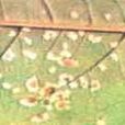 桃白鏽病 桃白鏽病