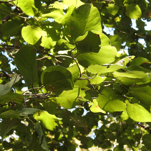 Coccoloba acapulcensis