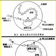 團聚體(生物工程名詞) 團聚體(生物工程名詞)