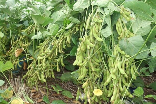 豫豆3號 豫豆3號