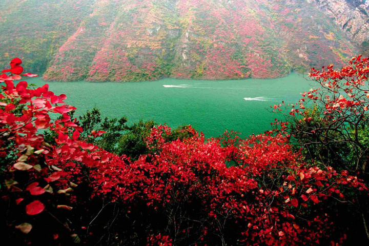 紅葉參茶 紅葉參茶