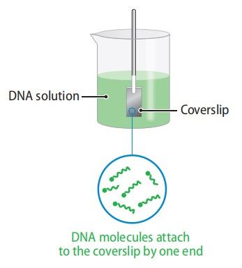 分子梳 分子梳