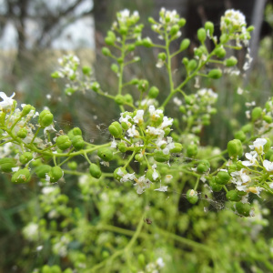 Ionopsidium glastifolium