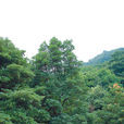 東莞潤楠 東莞潤楠