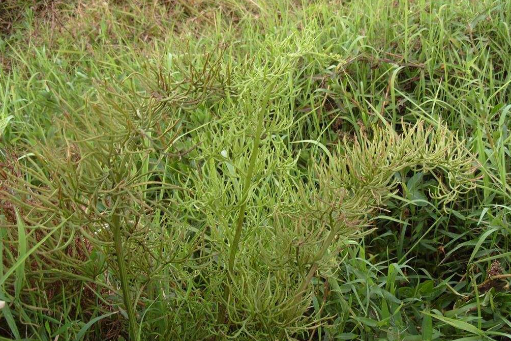 鱗果草屬 鱗果草屬