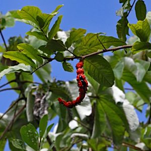 Cojoba rufescens
