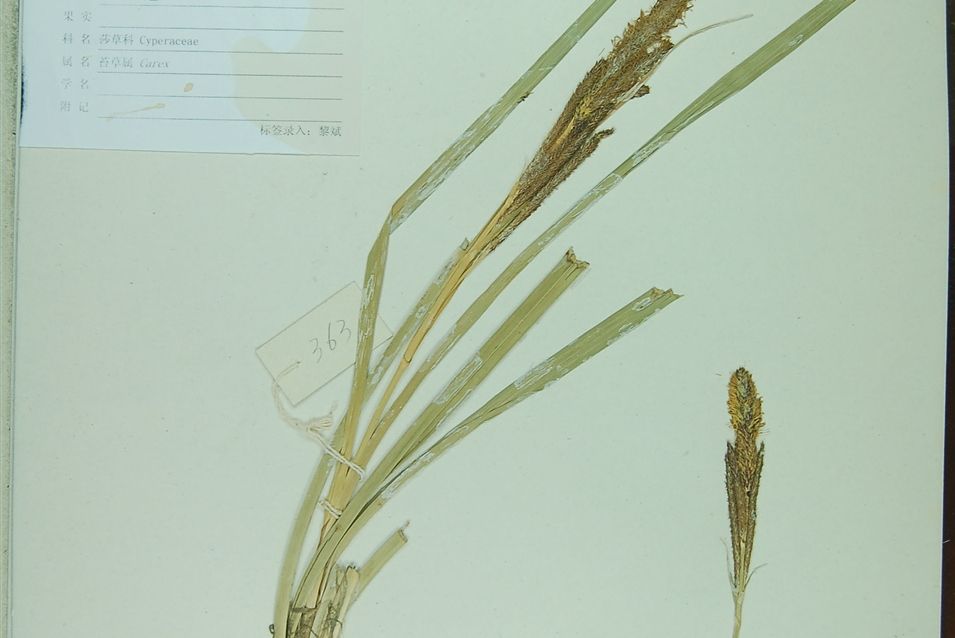 城口薹草 城口薹草