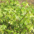 短蕊萬壽竹 短蕊萬壽竹