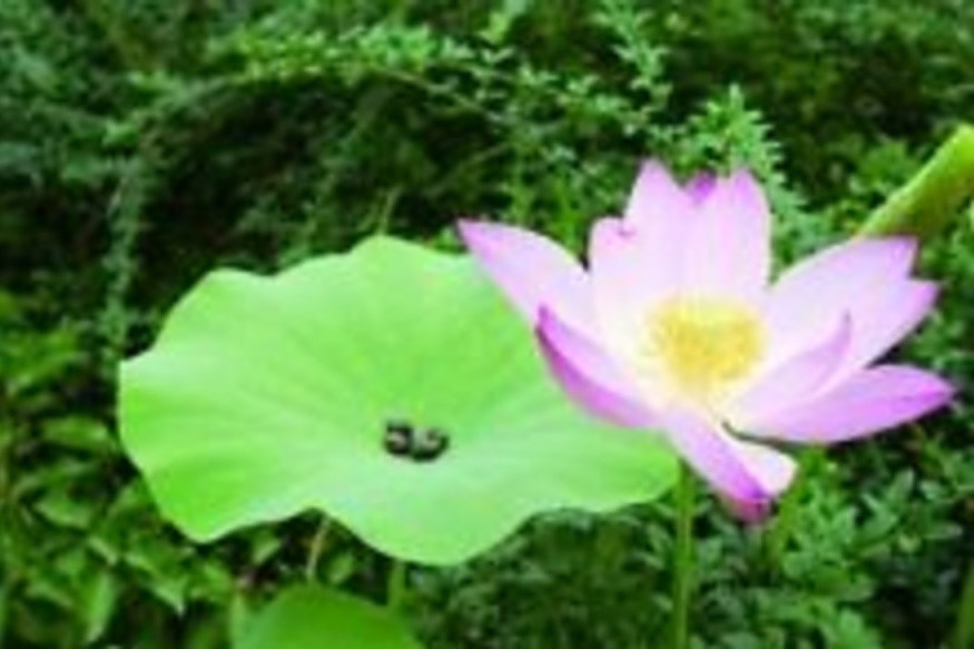 臥佛寺古蓮 臥佛寺古蓮