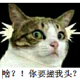 貓頭測試 貓頭測試