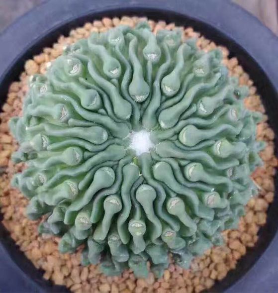 劍戀玉 劍戀玉
