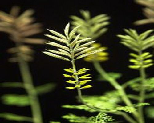 中華古果(Archaefructus sinensis) 中華古果(Archaefructus sinensis)