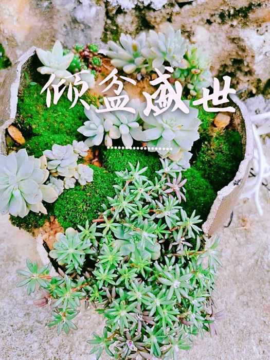 傾盆盛世