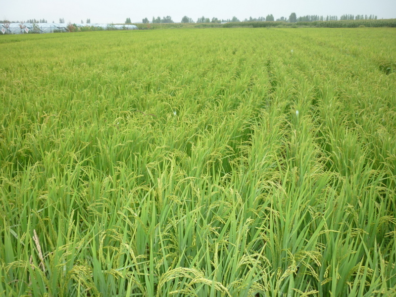 綠畦香稻粳米飯