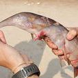 大象鮪魚 大象鮪魚
