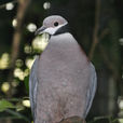 黑領皇鳩 黑領皇鳩