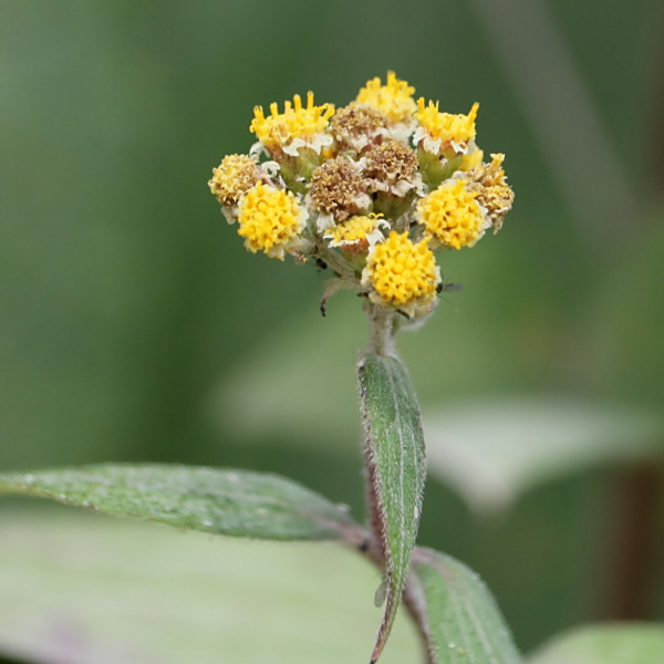 Alloispermum colimense