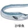 沙帶魚 沙帶魚