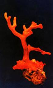 桃色珊瑚